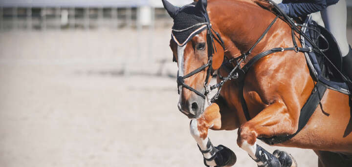 teaser pferd reiter einsatzgebiet sport derby